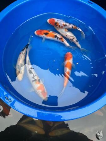 Image 5 of Koi carp and goldfish for sale see description