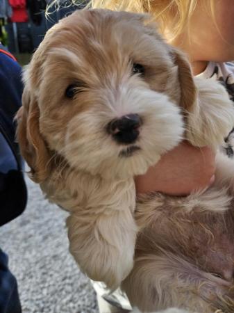 Image 31 of Stunning Cockapoo Puppy (F) READY for her forever home NOW!