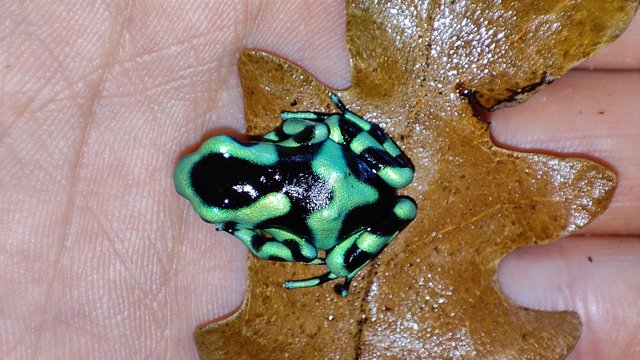 Image 3 of For sale Dendrobates auratus green froglets