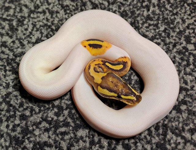 Preview of the first image of *ON HOLD* 2023 Fire Pied female Royal / Ball Python.