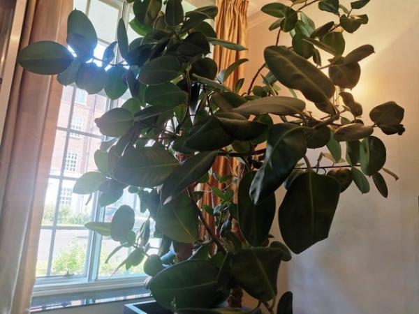 Image 3 of Houseplant Large & Tall Rubber plant