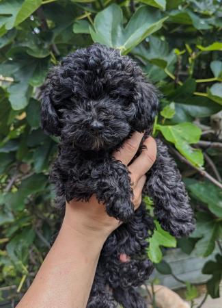 Image 5 of Last cockapoo girl looking for her  forever homes