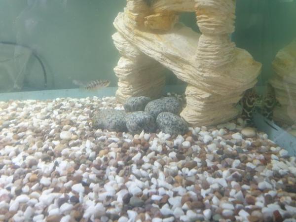 Image 1 of Various tropical fish for tropical tank