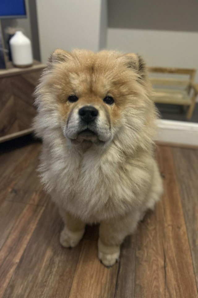 Preview of the first image of Full pedigree Chow Chow Puppy.