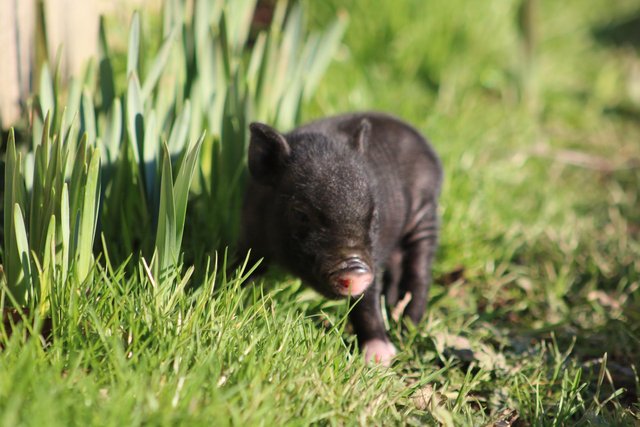 Image 9 of Micro miniature pet piglets