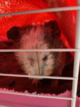 Image 2 of 2x Werewolf Guinea Pigs WITH FULL SET UP