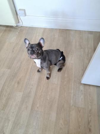 Image 3 of Female French bulldog for sale
