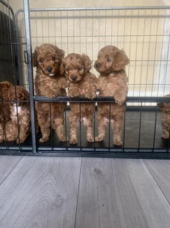 Image 3 of Cockapoo puppies for sale