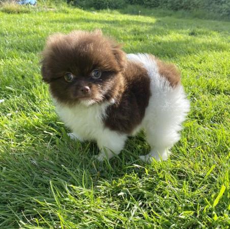 Image 16 of Ready Now Beautiful Pom shih pups 1 female 1 male