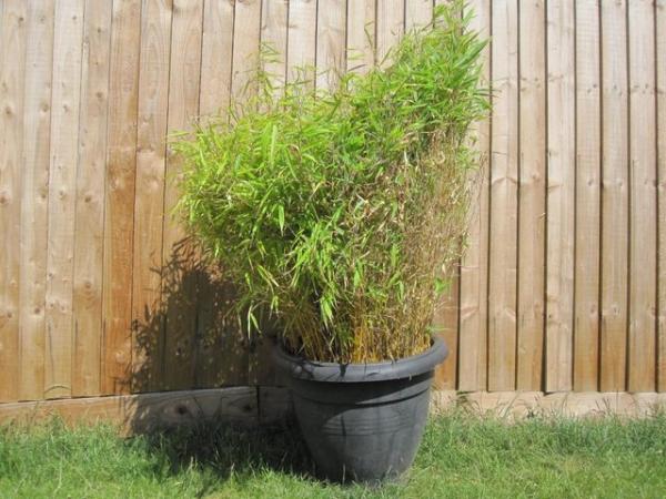 Image 1 of Small bamboo plant in black pot about 4 foot