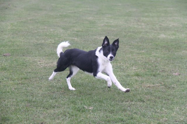 Image 2 of 11 months old border collie bitch looking for a sweet family