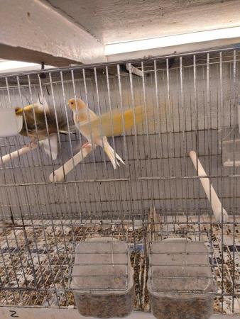 Image 4 of Beautiful canarys harlequin + lizard gold + blue