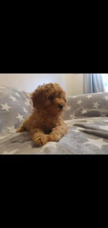 Image 11 of F1BB Cavapoo pups Red Apricot ready now
