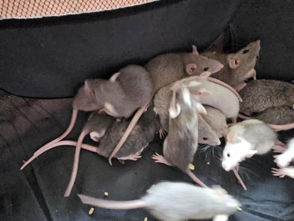 Image 2 of 6 week old pet rats, both sexes available