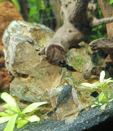 Image 8 of Bristlenose Plecos Long and Short Fin from £3 Updated ad
