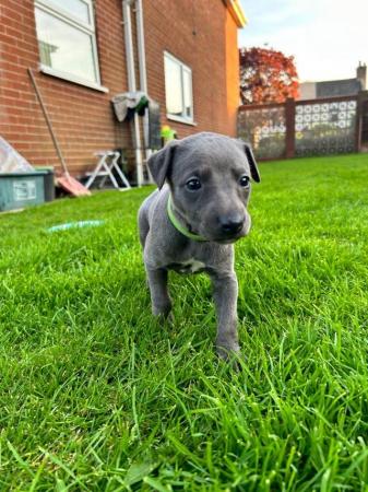 Image 10 of KC Registered blue whippet puppies