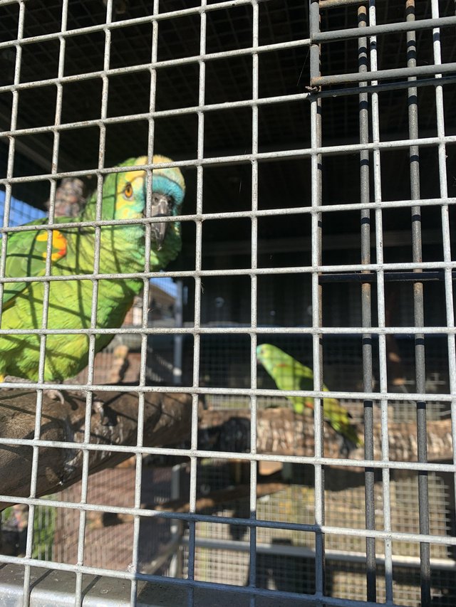 Preview of the first image of Amazon Parrot for sale outside bird.