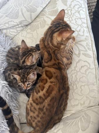 Image 23 of TICA registered bengal kittens for sale!??
