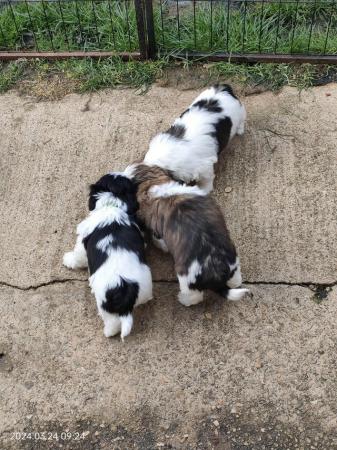 Image 3 of Lovely shih Tzu puppys looking forever home