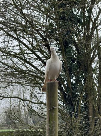 Image 3 of 25 Appx White Doves Nr Newmarket