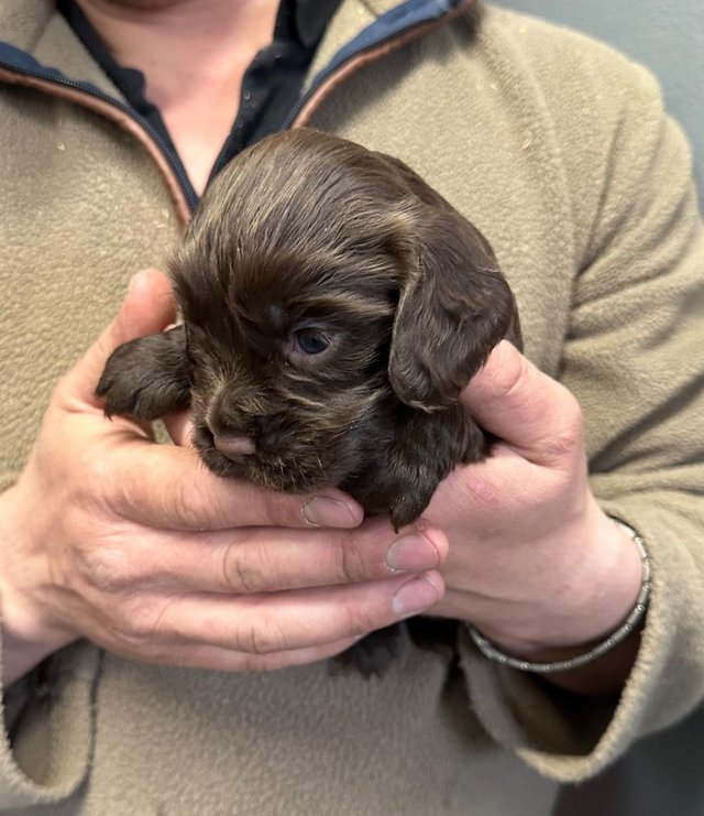 Preview of the first image of Chocolate Cocker Spaniel Pups - Farlavale x Muzmurrays.