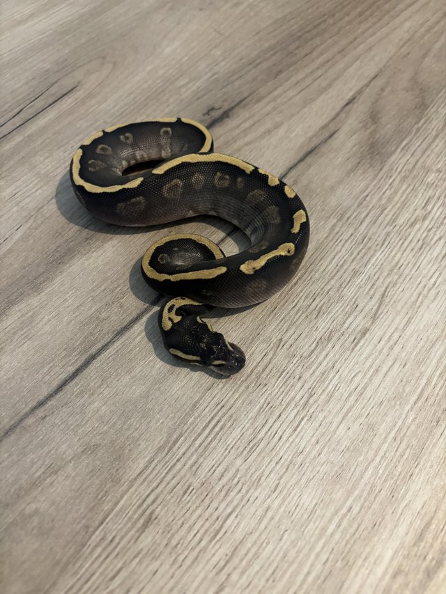 Preview of the first image of Baby GHi Mojave Female ball python.