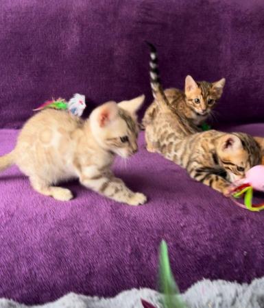 Image 15 of Stunning 5 Generations Pedigree Bengal Kittens in London