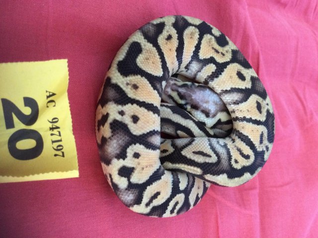 Preview of the first image of Male Super Pastel baby royal python.