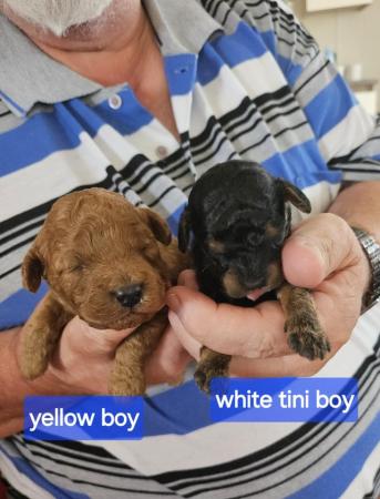 Image 5 of Cavapoo f1b puppies looking for 5* homes