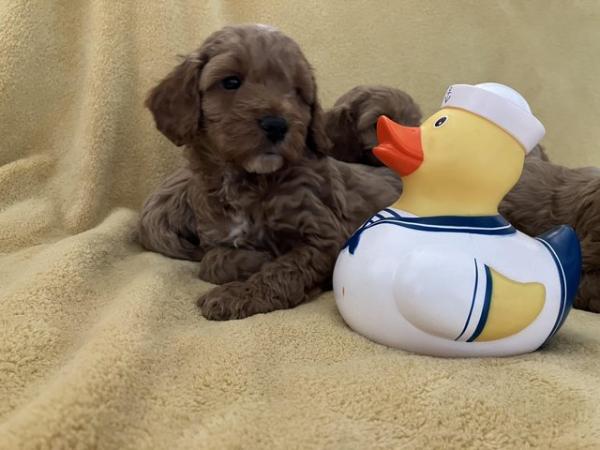 Image 8 of Cockapoo F1, puppies for sale, parents KC reg, Show/toy