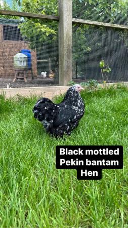 Image 5 of Bantam hens at point of lay