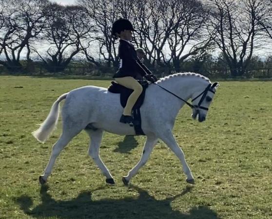 Image 1 of Beautiful 12hh project pony