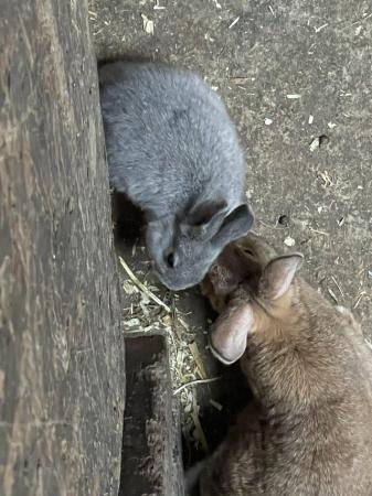 Image 2 of Mini lop x Rex bunnies for sale
