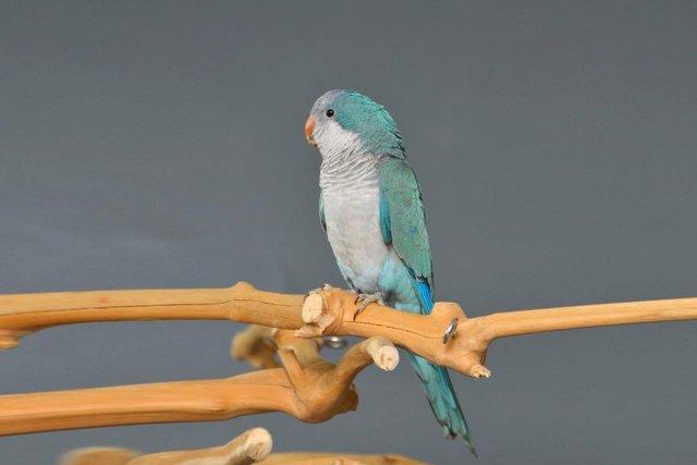 Image 8 of Baby Blue Quaker talking parrots,19