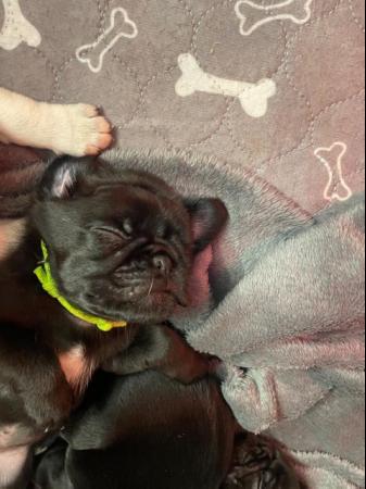 Image 7 of Gorgeous KC Registered Pug Puppies