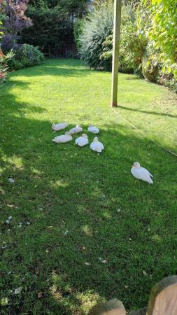 Image 2 of 11 months old white pekin ducks for sale