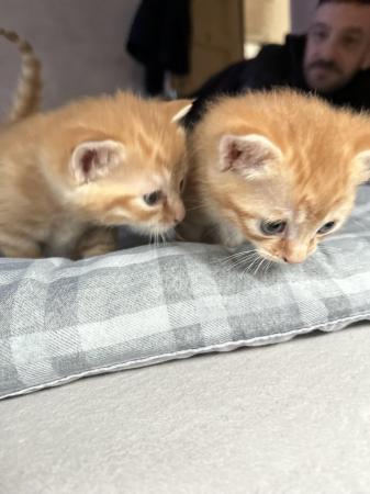 Image 4 of Gorgeous ginger kitties