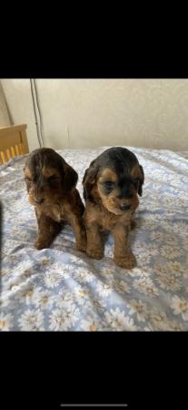 Image 1 of Cockapoo puppies for sale