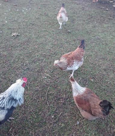 Image 2 of Shetland cockerel and three laying hens