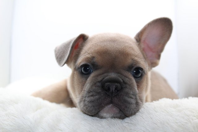 Preview of the first image of French bulldog pups. Kc reg..