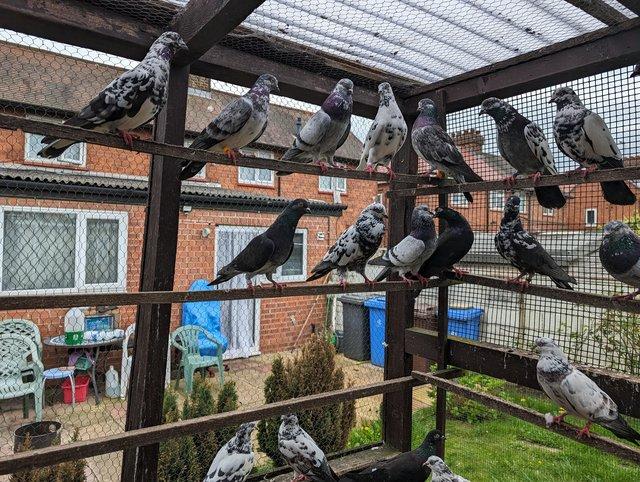 Preview of the first image of Pigeons for sale, have English Tripplers and Pakistani high.