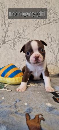 Image 16 of Kc registrated Boston terrier puppies