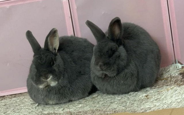 Image 1 of 2 year old bonded male rabbits.