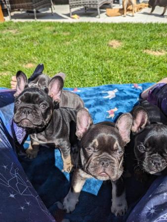Image 10 of French Bulldog Puppies- Fully Health Tested Parents
