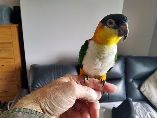 Preview of the first image of Very Tame Female black headed Caique.