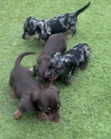 Image 1 of 7 weeks micro chipped miniature Dachshund also vet checked