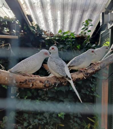 Image 5 of Pied Diamond doves for sale