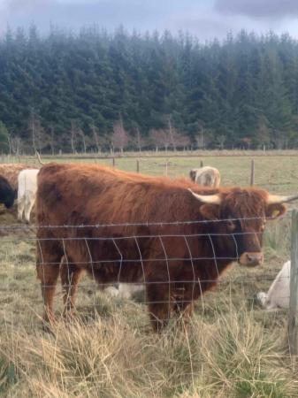 Image 2 of Bullock and heifers: Highland/Jersey cross