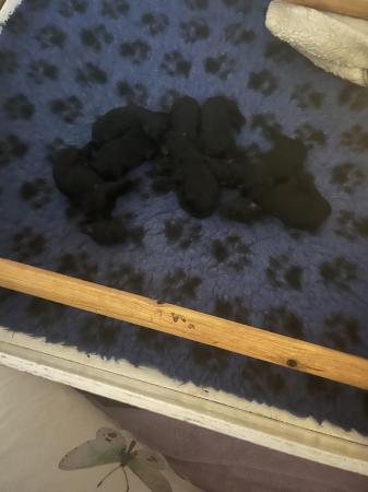 Image 4 of standard poodle pups for sale