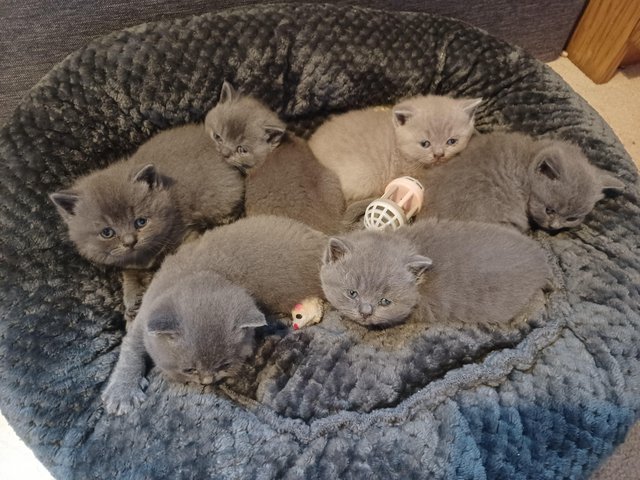 Preview of the first image of GCCF BRITISH SHORTHAIR KITTENS.